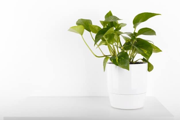 Golden Pothos (Devil's Ivy) in a white pot with a white background