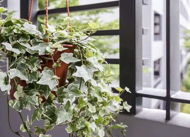 English Ivy (Hedera Helix) in a hanging pot