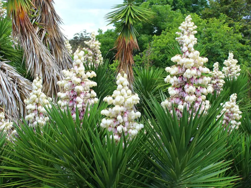 spanish bayonet yucca plant