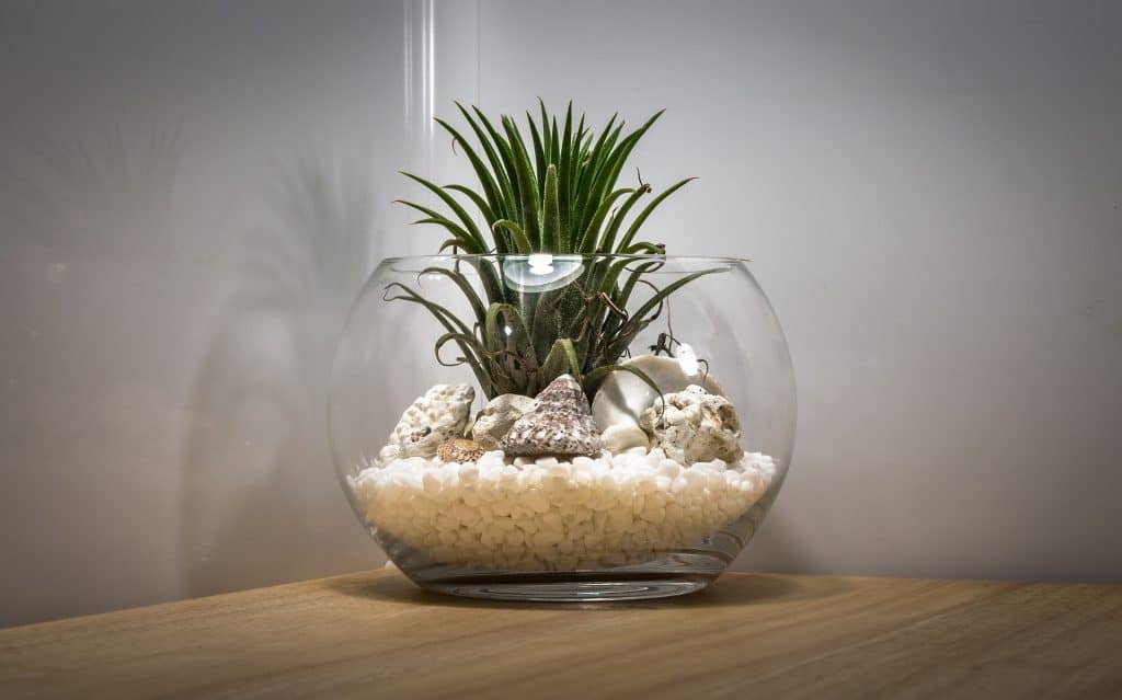 Air plant in glass
