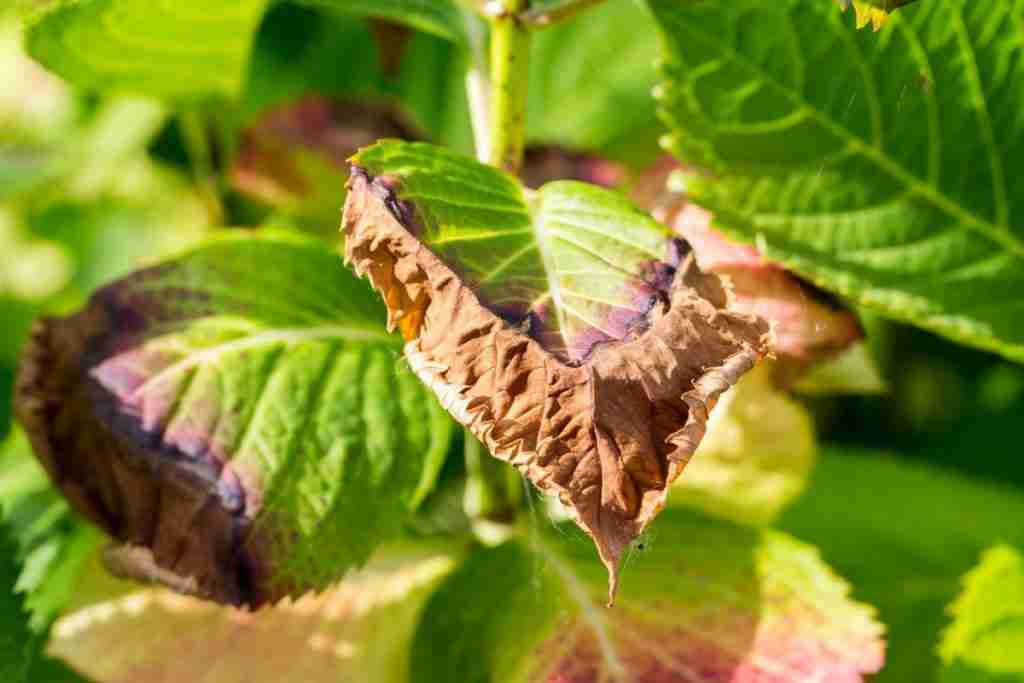 hydrangea-leaves-disease
