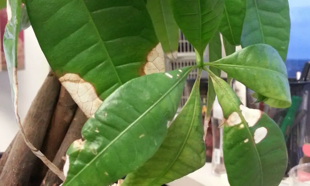 money tree with white leaves, indicating it has most likely been exposed to too much light