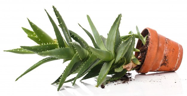 aloe vera in a pot