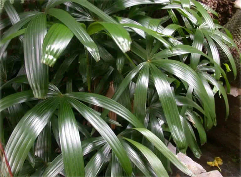 Broadleaf Lady Palm