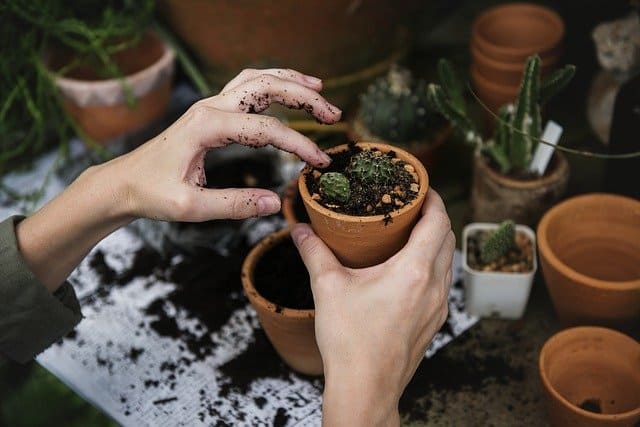 Indoor potted plants in someones hand