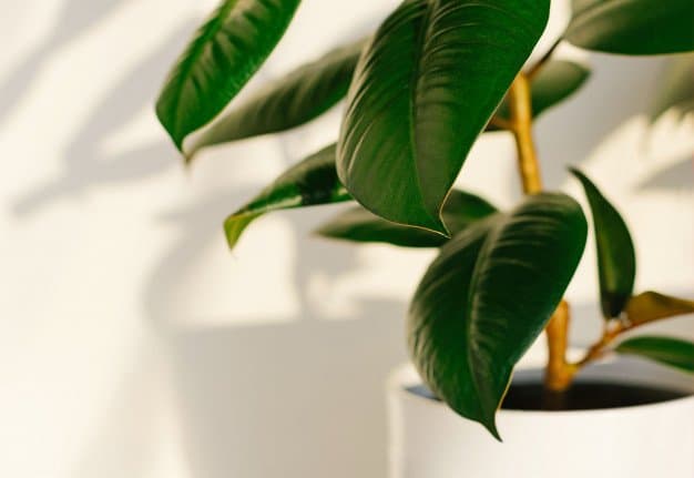 Ficus Elastica (Rubber Plant)