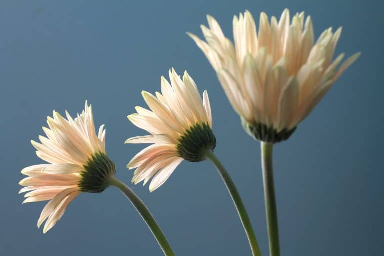 White Barberton (Gerbera) Daisy