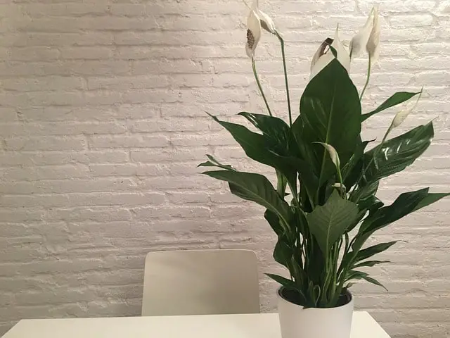 Peace lily indoors
