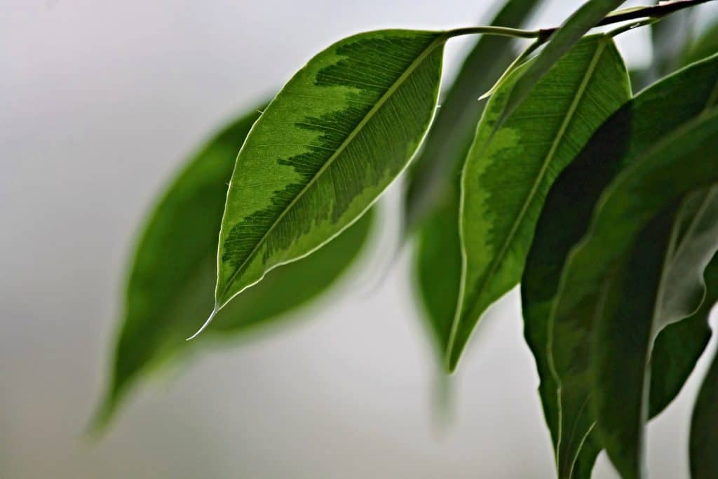 Weeping Fig (benjamina fiscus) Leaves Close Up