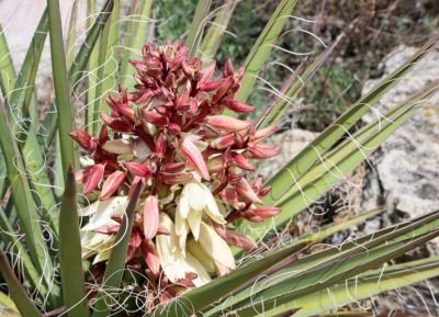 Banana Yucca (baccata)