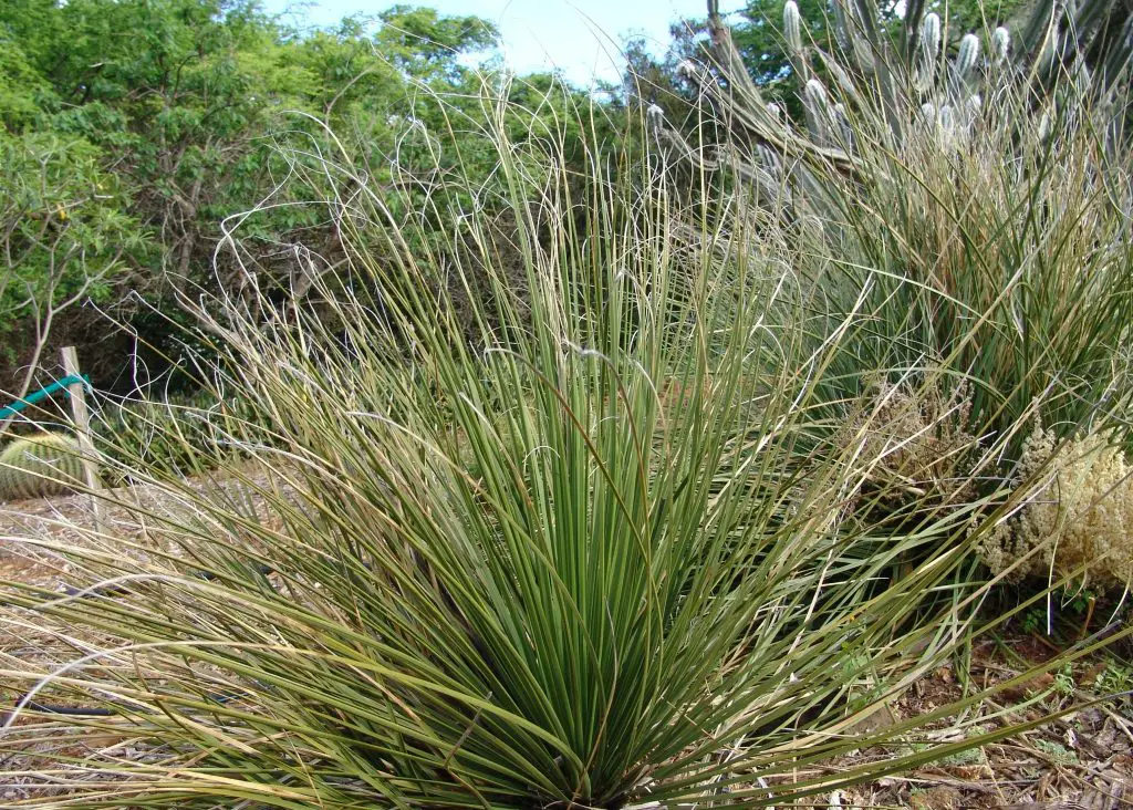 Beargrass yucca