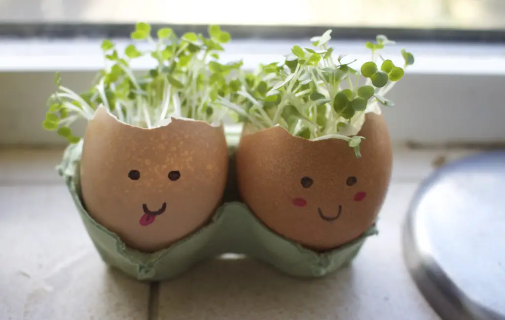 cress growing in an egg shell with a face on it, the cress looks like hair