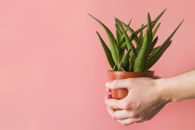 Aloe Vera plant, potted, being held in a persons hands