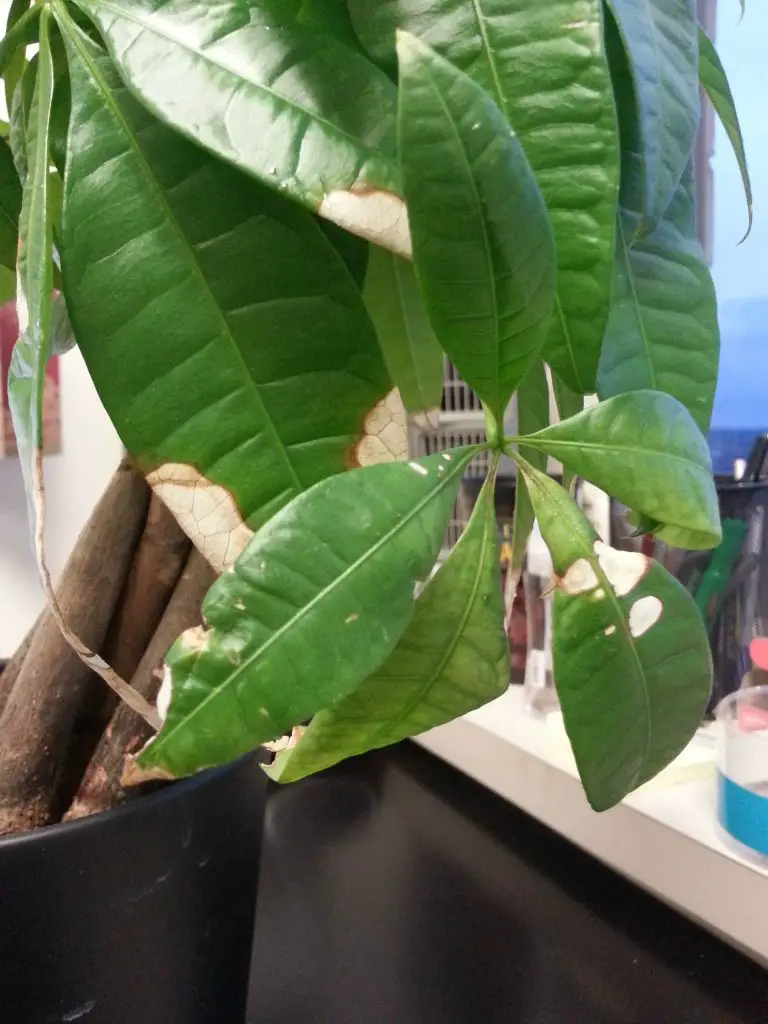 money tree with white leaves, indicating it has most likely been exposed to too much light