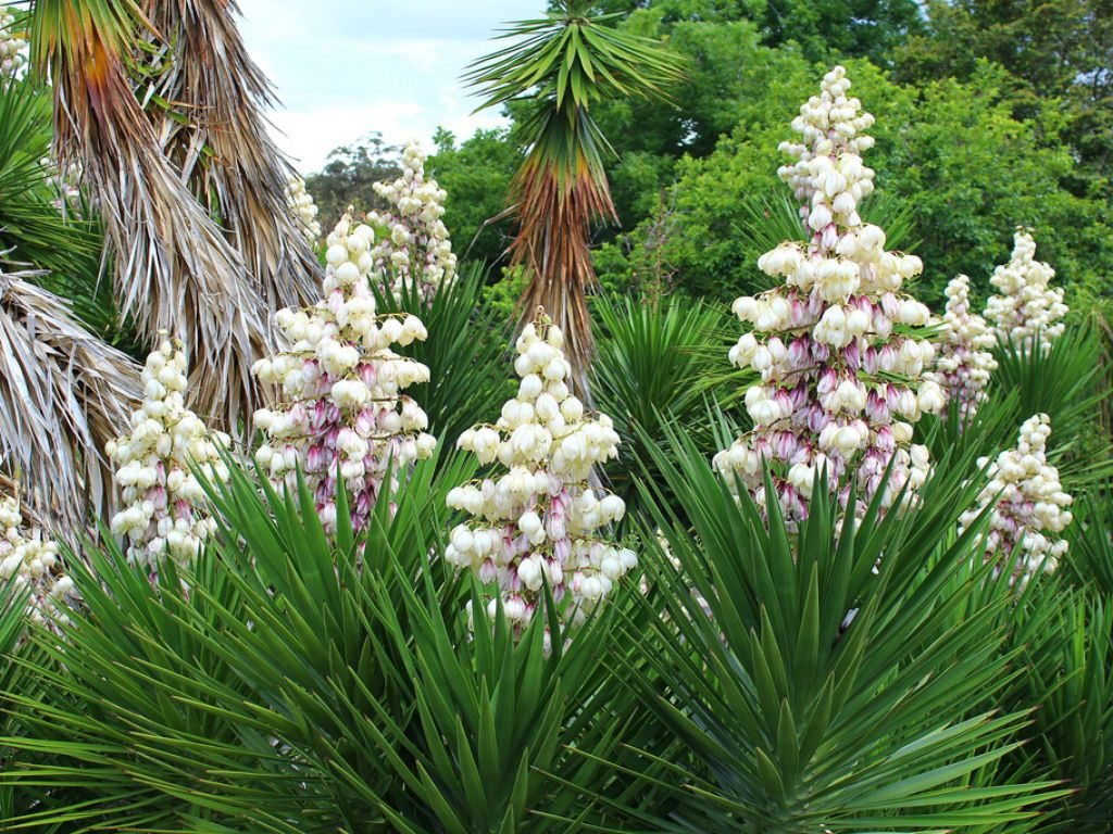 spanish bayonet yucca plant