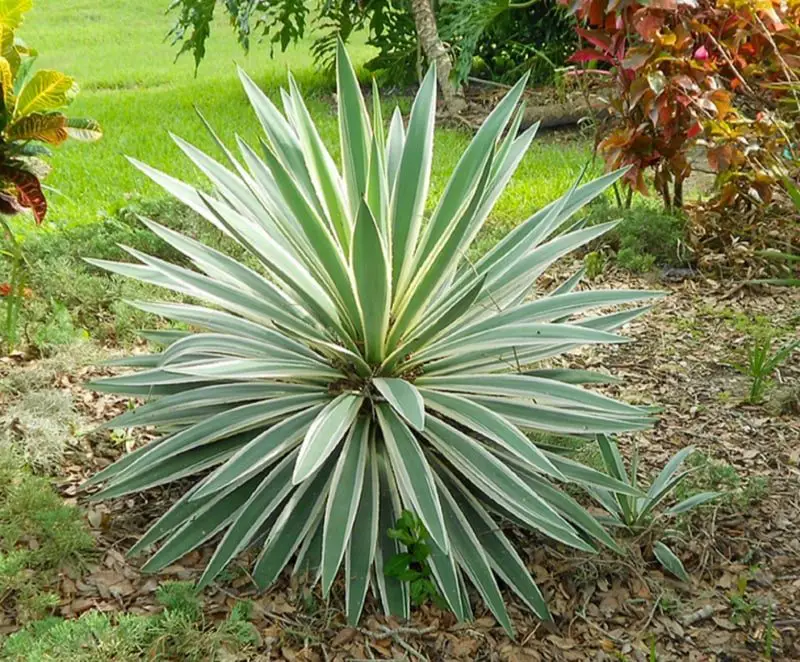 Spanish Dagger yucca