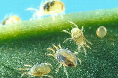 Spider mites close up