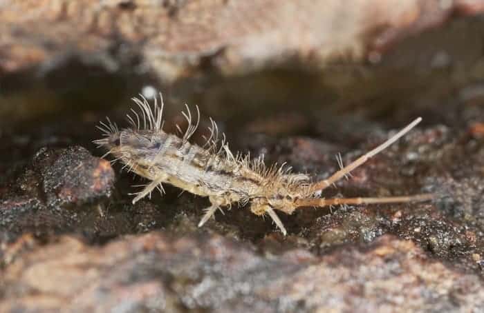 Springtail close up