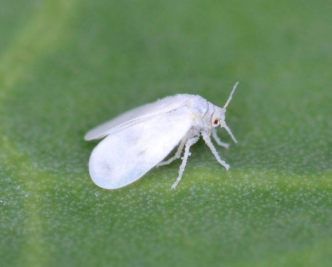 close up of a whitefly on a leaf