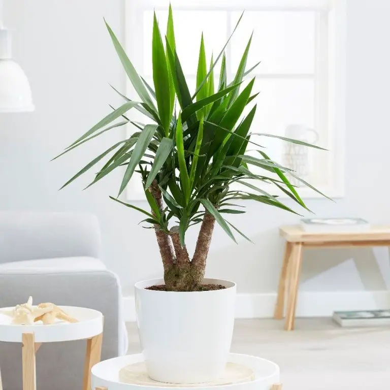 10 Types Of Yucca Plants That Look So Unique Indoor Home Garden