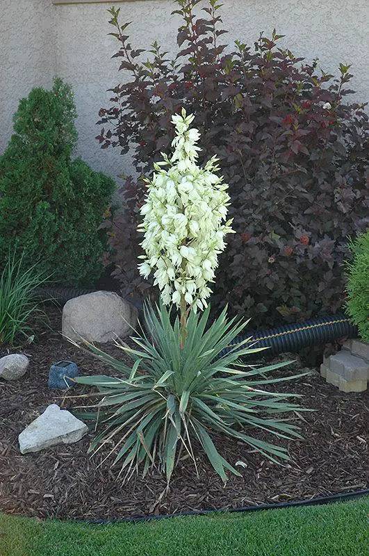 Soapweed yucca