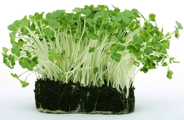 bunch of Cress growing