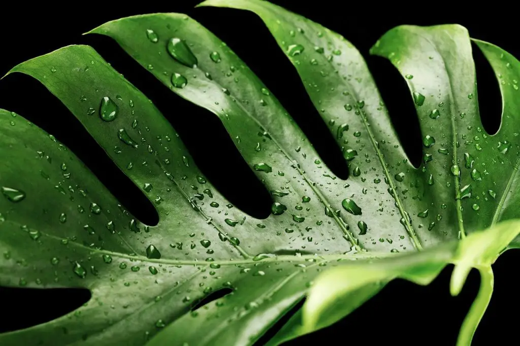 cheese plant (monstera deliciosa) with water on it