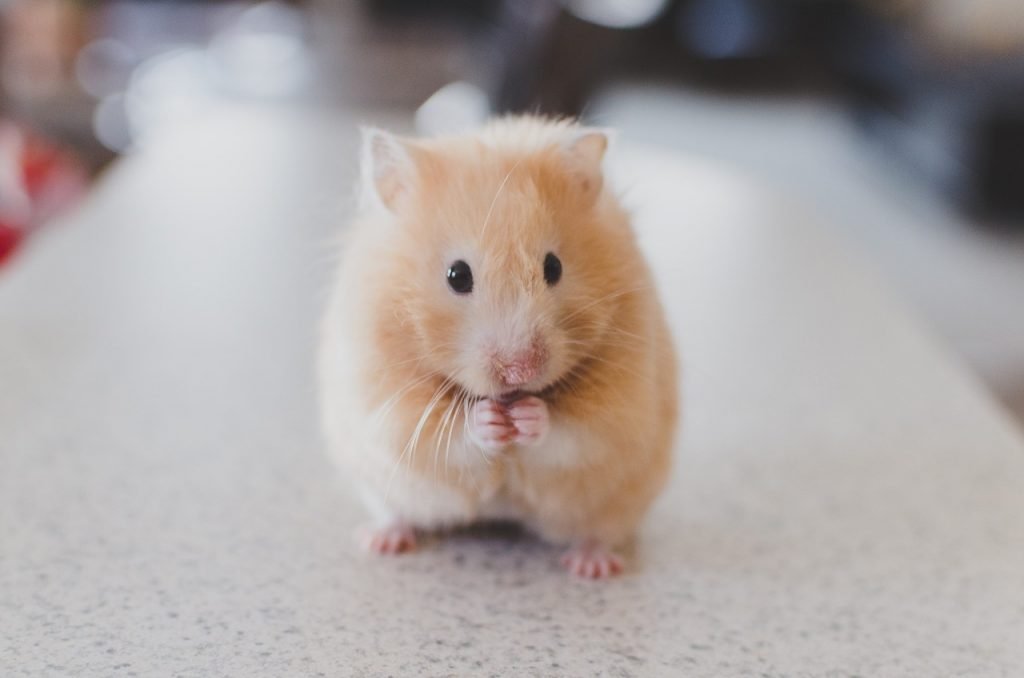 cute, orange haired, hamster