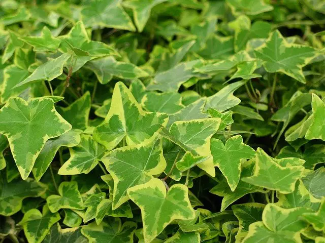 How Fast Does English Ivy Grow How To Grow It Faster Indoor Home Garden,Cooking Prime Rib Roast On Grill