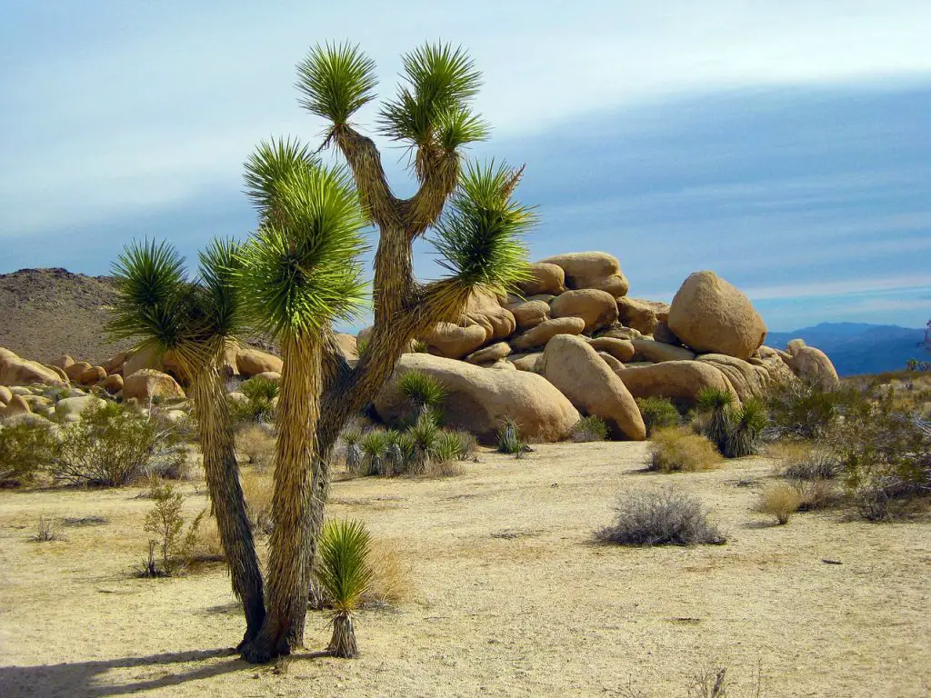 joshua tree in a national park