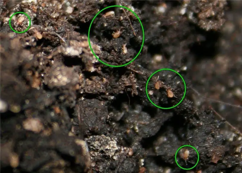 Soil Infested with mites