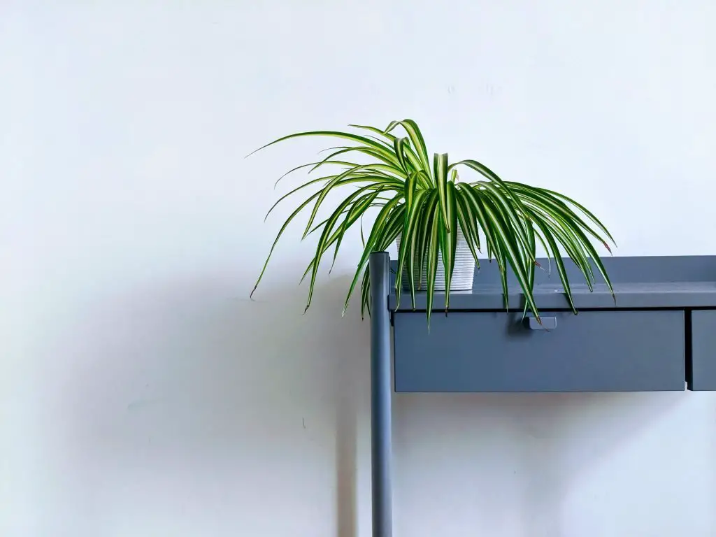 Spider plant (Chlorophytum comosum) on a desk