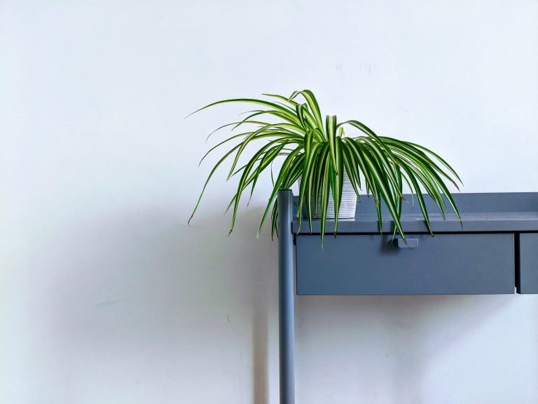 How Long Do Spider Plants Live? Indoor Home Garden