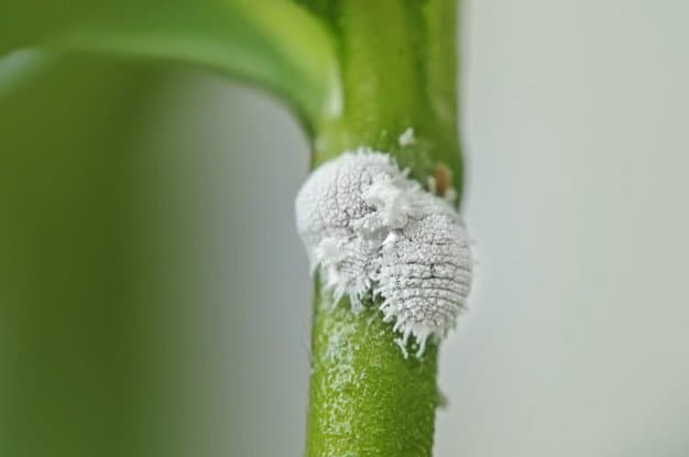 Close up of a mealybug on a plant