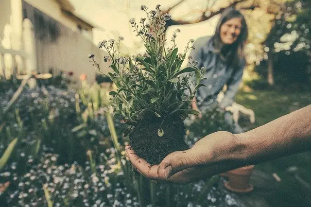 plant and soil being held by someone