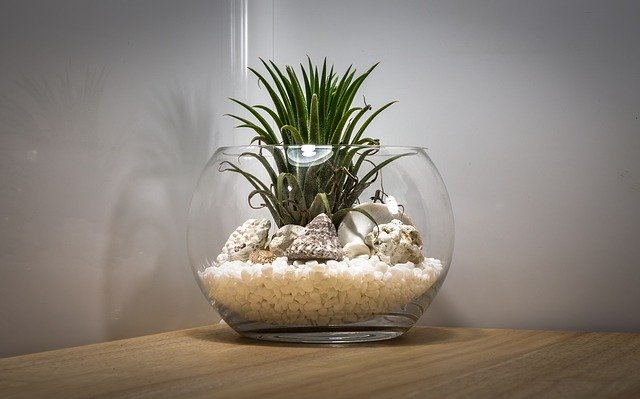 Terrarium with plants inside