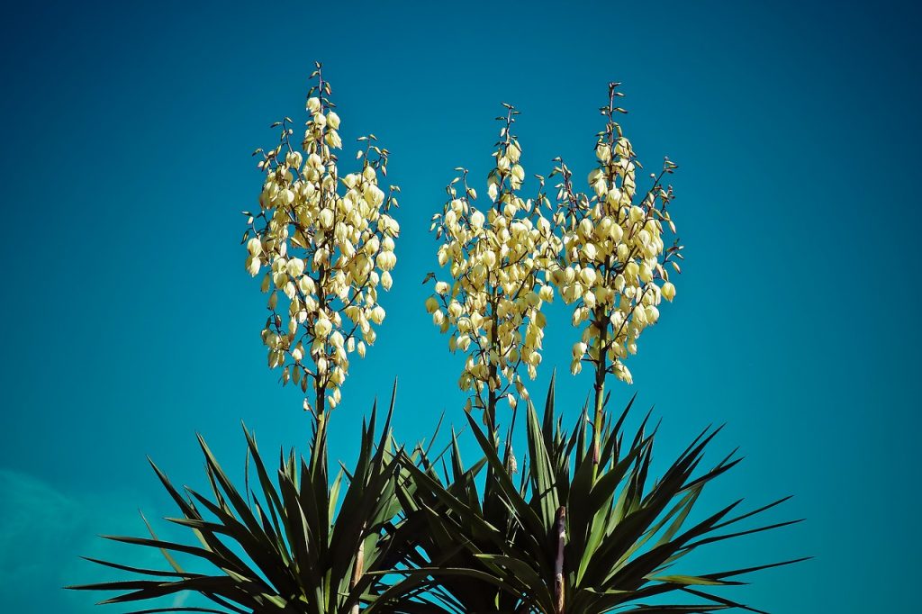 adams needle yucca palm blossom