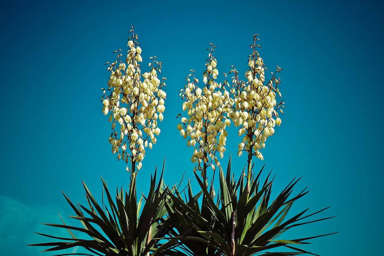 10 Types Of Yucca Plants That Look So Unique Indoor Home Garden