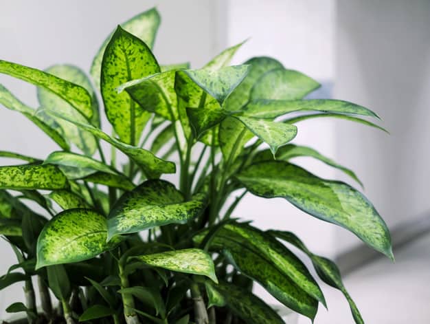 dumb cane (dieffenbachia) plant