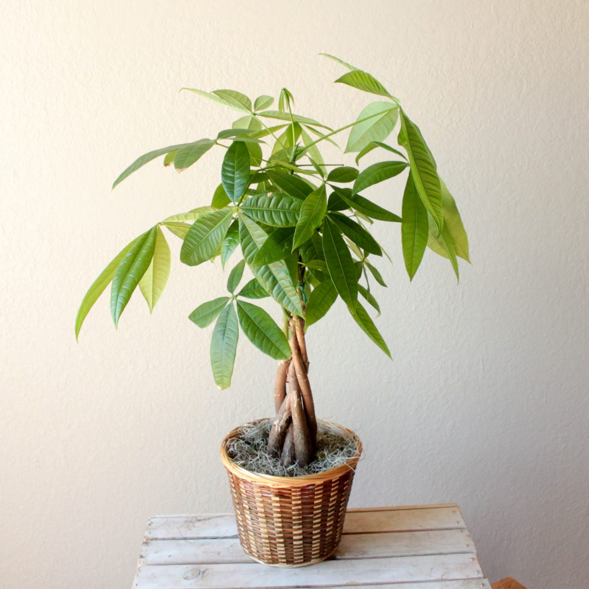 10-slow-growing-indoor-plants-perfect-for-your-home-indoor-home-garden