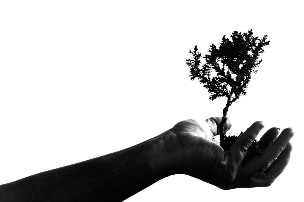 bonsai tree silhouette in hand