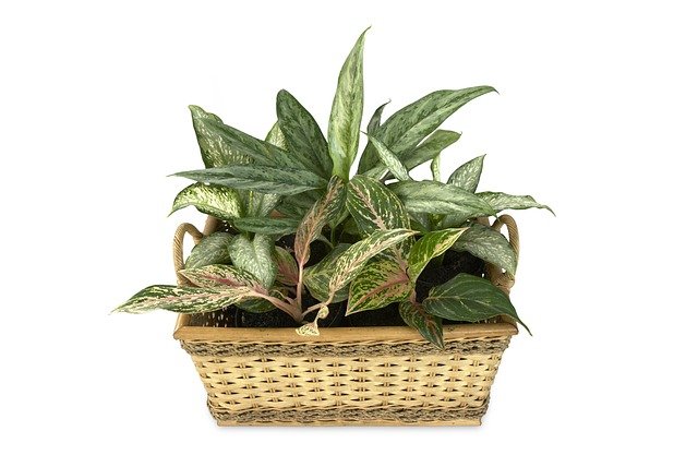 Chinese evergreen (aglaonema) in a basket