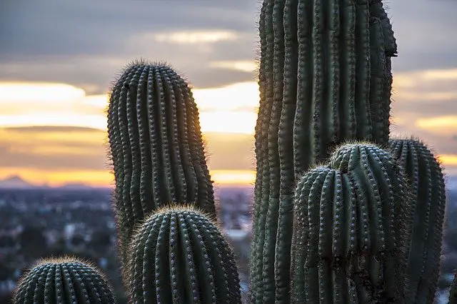 Saguaro Cactus in the arizona desert