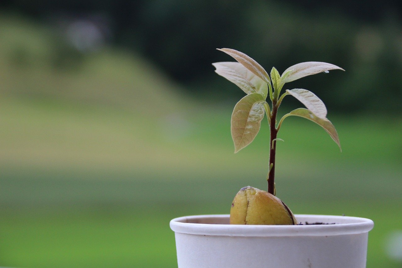 young avocado tree growing in a white pot