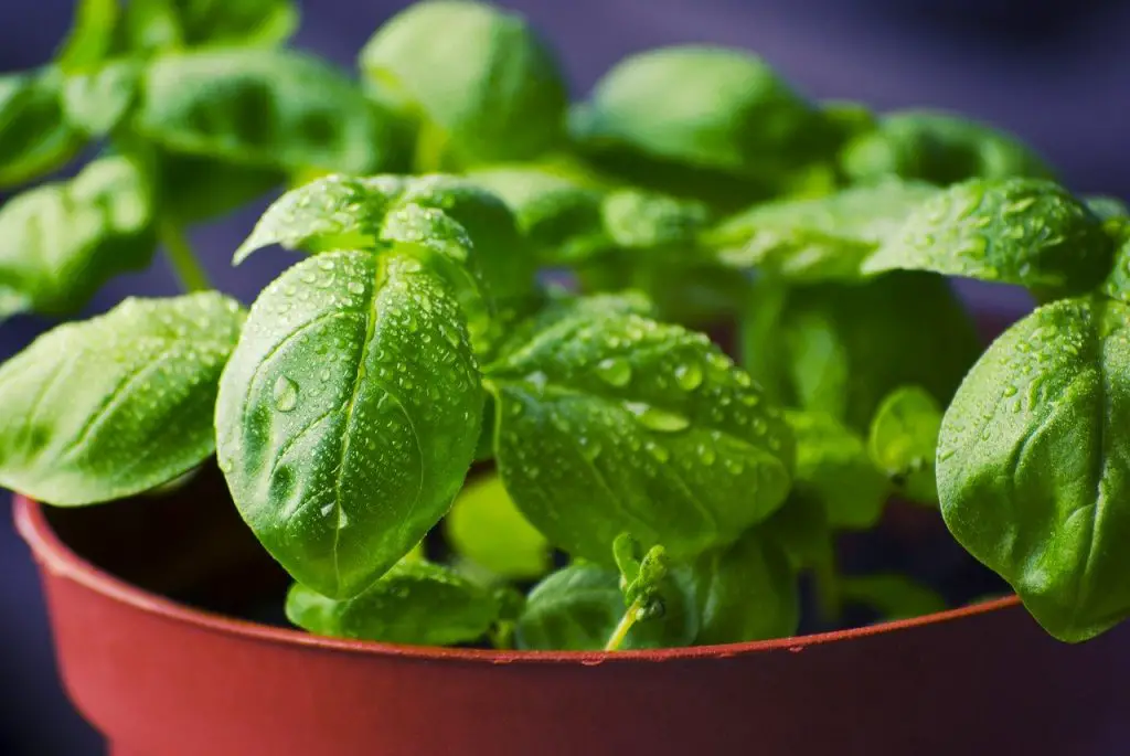 Fresh basil with water on it