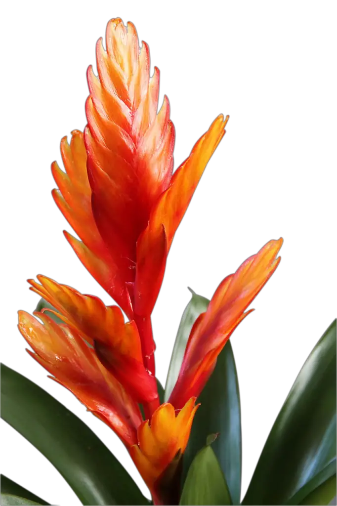 bromeliad plant