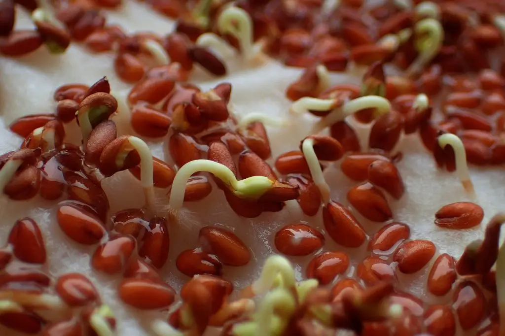 cress seeds germinating on a paper towel