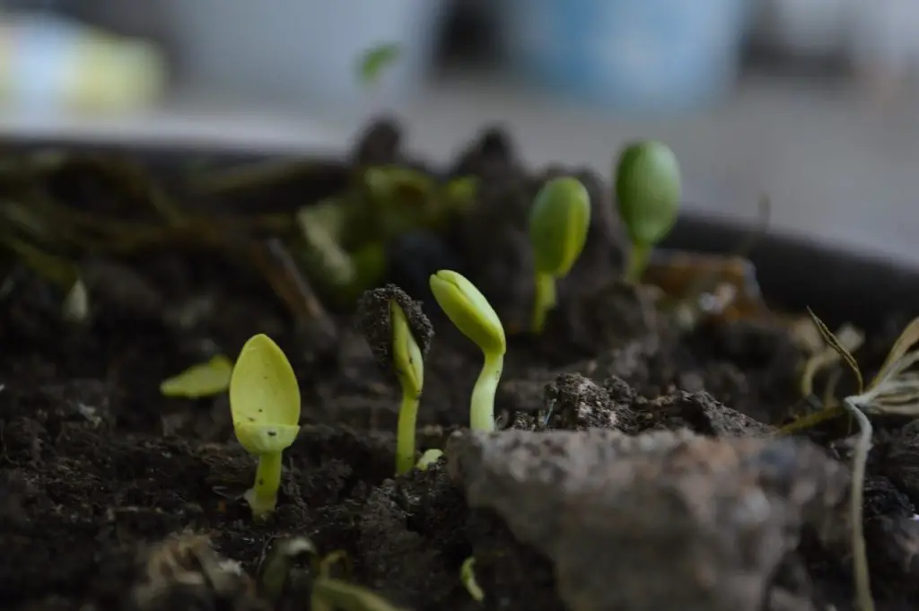 seedlings germinating in soil