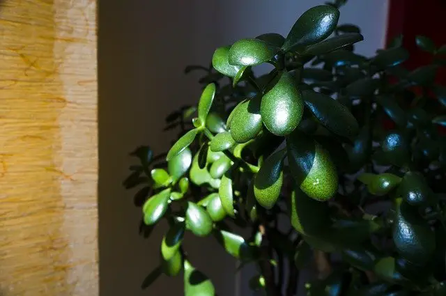 jade plant