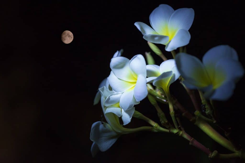 plant at night with the moon in the background